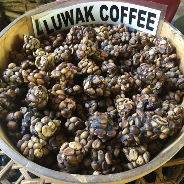 Kopi Luwak Kaffee kaufen Katzenkaffee teuerster Kaffee Kackkaffee