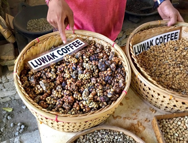 Kopi Luwak Kaffee kaufen Katzenkaffee teuerster Kaffee