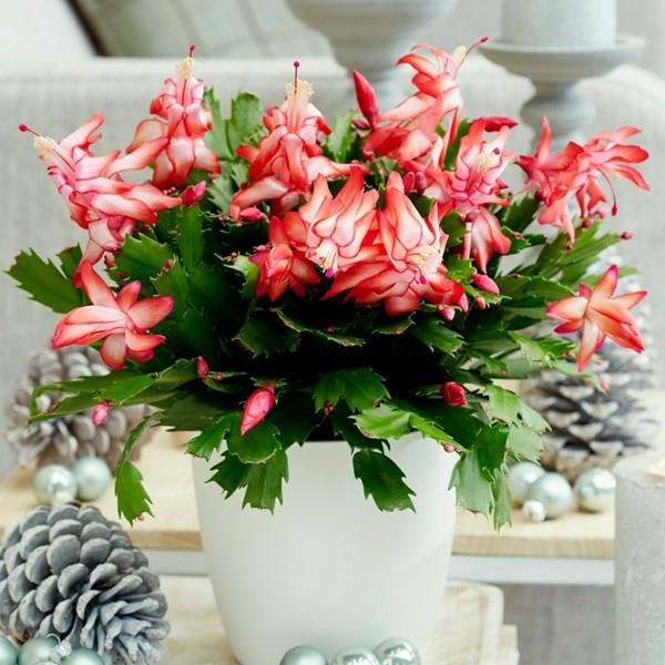 Winterblüher Weihachtskaktus Zimmerpflanze Blüten Tannenzapfen