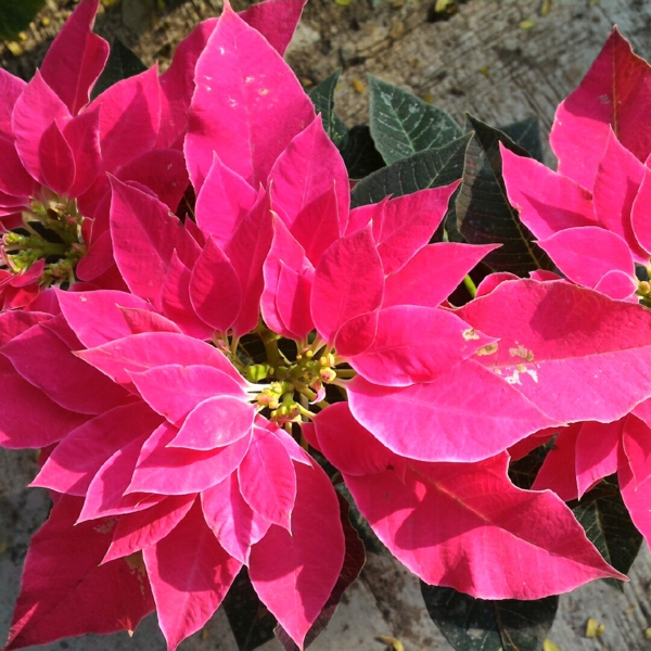 Winterblüher Weihachtsstern pink Winterblume Blätter