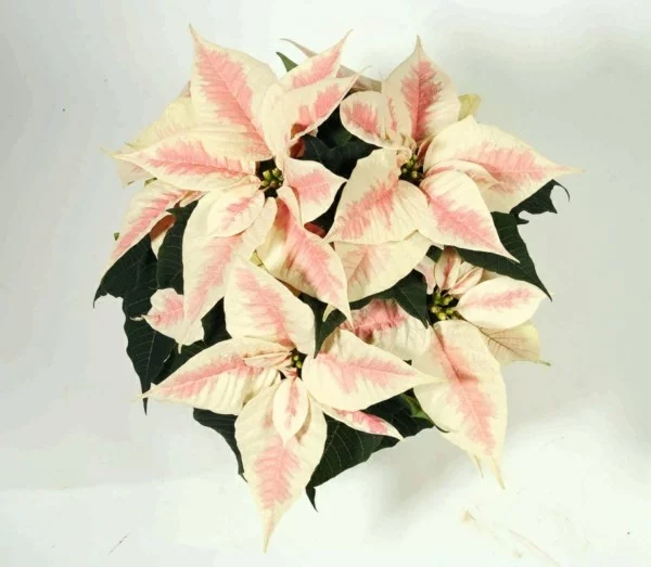 Winterblüher Weihachtsstern weiß rosafarbene Blätter Winterblume