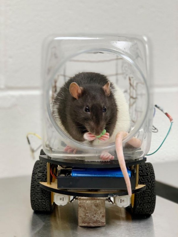 Wissenschaftler haben Ratten beigebracht winzige Autos zu fahren fancy ratte fährt auto für müsli
