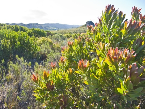 Zuckerbüsche Protea Gebirge Winterblüher Winterpflanzen