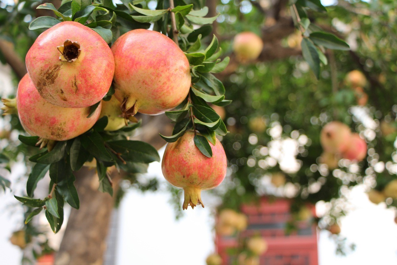 Star der israelischen Küche Granatapfel