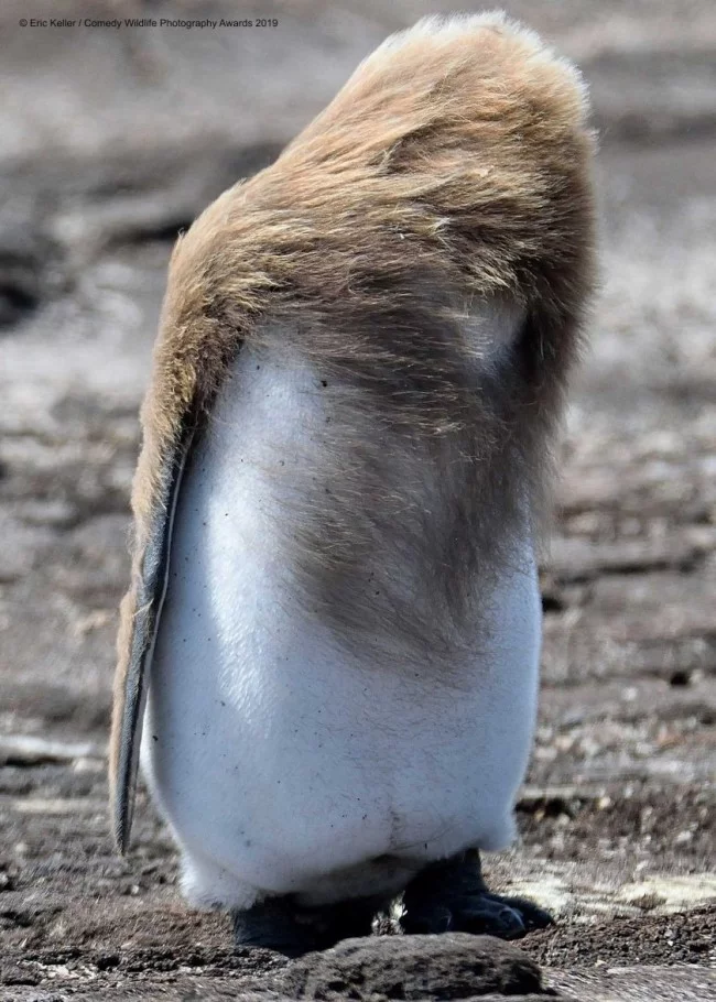 Comedy Wildlife Photography Awards 2019 – Hier die Gewinnerfotos bad hair day penguin baby