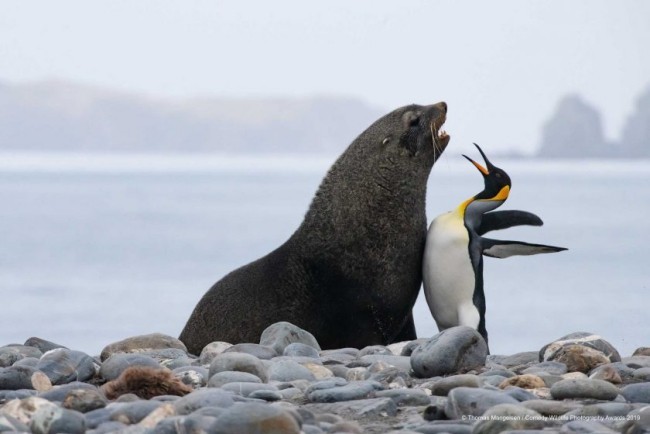 Comedy Wildlife Photography Awards 2019 – Hier die Gewinnerfotos chest bump nordpol penguin löwe