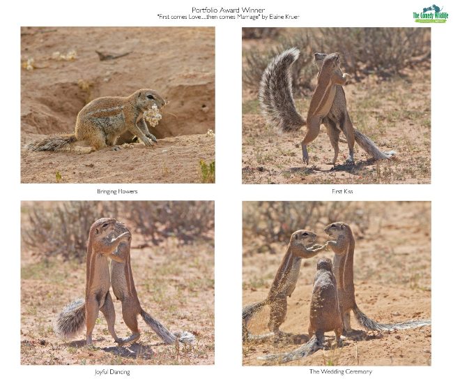 Comedy Wildlife Photography Awards 2019 – Hier die Gewinnerfotos first comes love then comes marriage