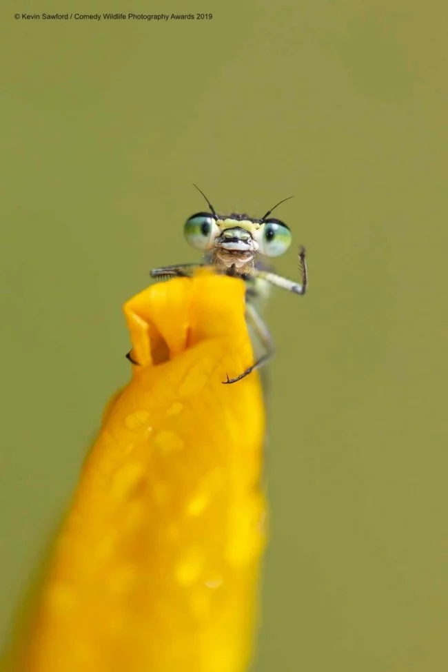 Comedy Wildlife Photography Awards 2019 – Hier die Gewinnerfotos hello insekt lustig