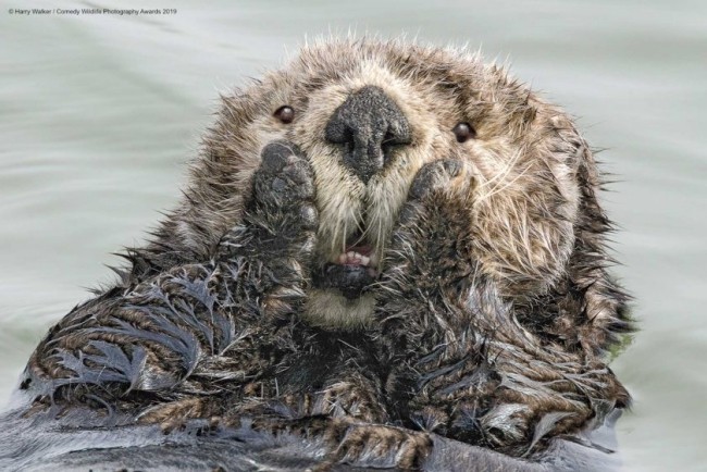 Comedy Wildlife Photography Awards 2019 – Hier die Gewinnerfotos oh my lustiger otter