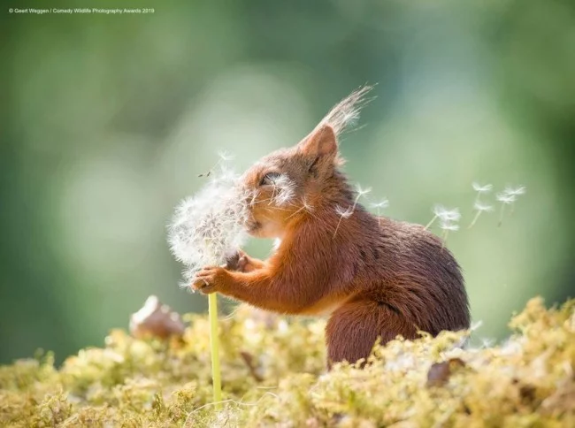 Comedy Wildlife Photography Awards 2019 – Hier die Gewinnerfotos squirrel wishes lustiges eichhörnchen