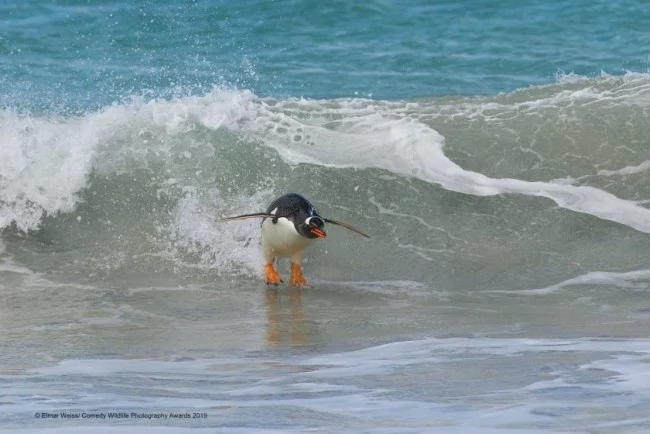 Comedy Wildlife Photography Awards 2019 – Hier die Gewinnerfotos surfing south atlantic style penguin