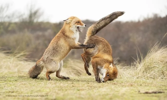 Comedy Wildlife Photography Awards 2019 – Hier die Gewinnerfotos waltz gone wrong lustige niedliche füchse