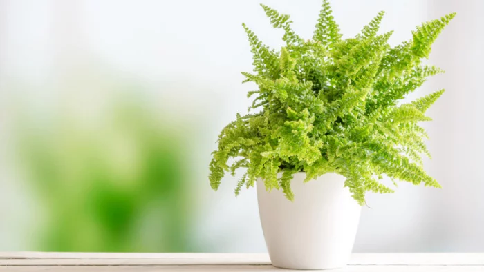 Grüne Glücksbringer Farn beliebte Zimmerpflanze bringt Glück ins Haus