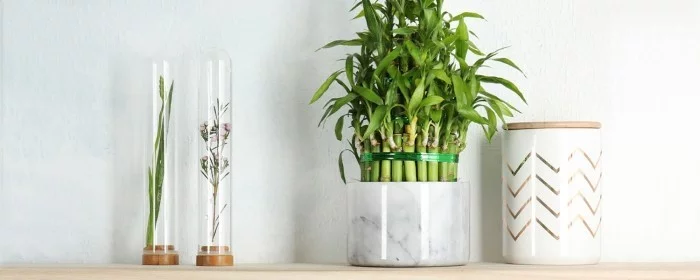 Grüne Glücksbringer Glücksbambus schöne beliebte Zimmerpflanze