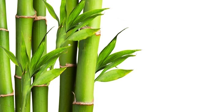 Grüne Glücksbringer Lucky Bamboo beliebte Zimmerpflanze