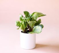 Grüne Glücksbringer – welche Zimmerpflanzen müssen Sie unbedingt zu Hause pflegen?