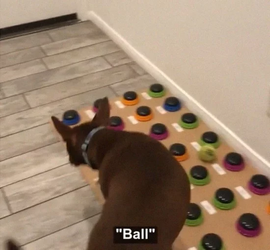 Sprechender Hund Stella lernt das Sprechen per Soundboard stella sagt ball