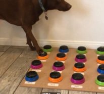 Sprechender Hund Stella lernt das Sprechen per Soundboard