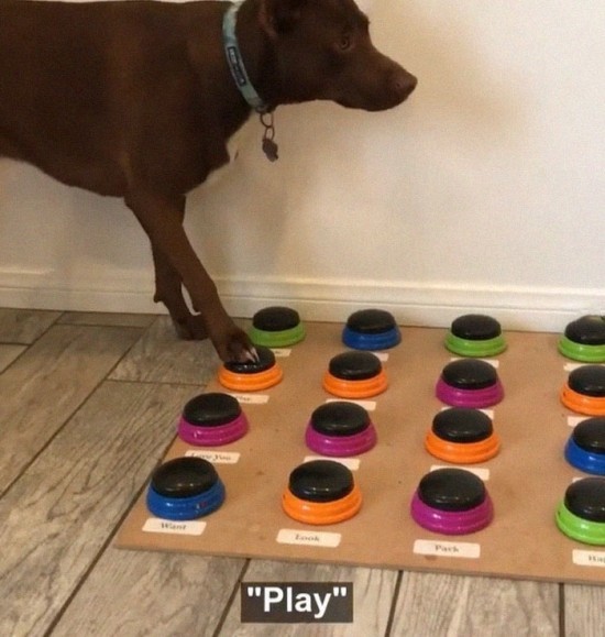 Sprechender Hund Stella lernt das Sprechen per Soundboard Fresh Ideen