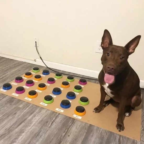 Sprechender Hund Stella lernt das Sprechen per speziellen Soundboard stella und ihr soundboard
