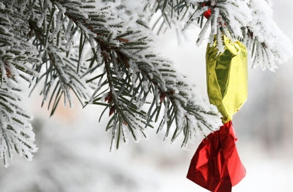 Haselnuss Essen Vom Baum