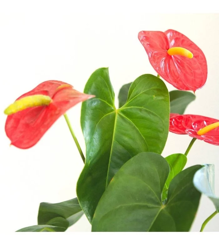 Zimmerpflanzen als Glücksbringer Anthurie beliebte glücksbringende Blume auffällige rote Blüten