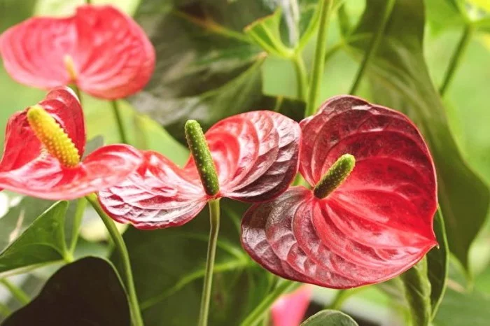Zimmerpflanzen als Glücksbringer Flamingoblume rote Blüten fabelhafter Anblick