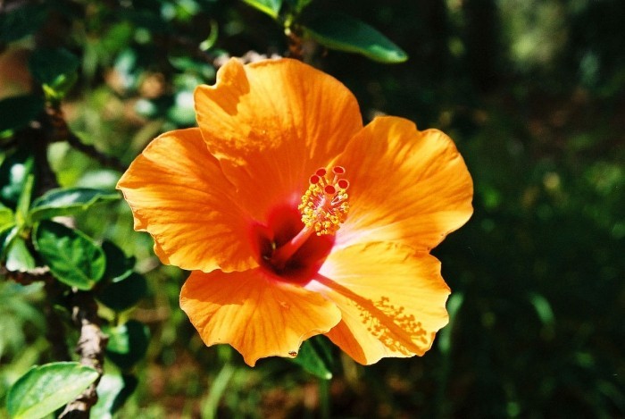 Zimmerpflanzen als Glücksbringer Hibiskus Blüte schön geformt in gesättigten Orange gefärbt