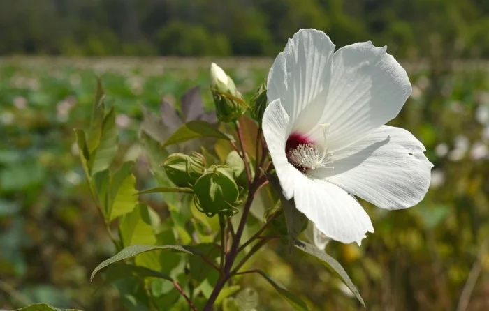 Zimmerpflanzen als Glücksbringer Hibiskus weiße Blüte gedeiht beim gemäßigten Klima auch draußen
