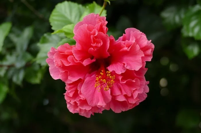 Zimmerpflanzen als Glücksbringer Hibiskus zarte rosa rote Blüte magische Kraft