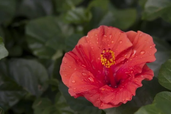 Zimmerpflanzen als Glücksbringer Hibiskus zarte rote Blüte symbolisiert die leidenschaftliche Liebe
