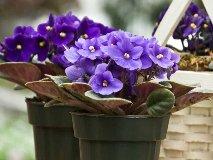 Zimmerpflanzen als Glücksbringer Usambaraveilchen kleine blaue Blüten ein richtiger Blickfang
