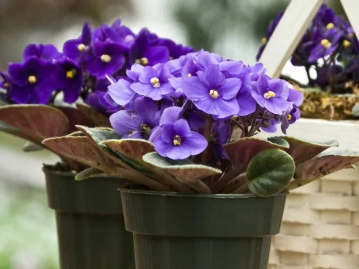 Zimmerpflanzen als Glücksbringer Usambaraveilchen kleine blaue Blüten ein richtiger Blickfang