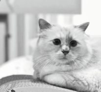 Die Katze Choupette ist der Star des neuen Fotobuchs von Karl Lagerfeld