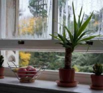 7 effiziente Tipps gegen Kondenswasser am Fenster!