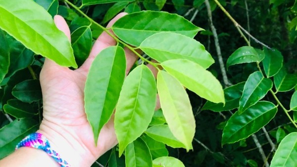 Guayusa Pflanze frische Blätter Tee zubereiten Tipps