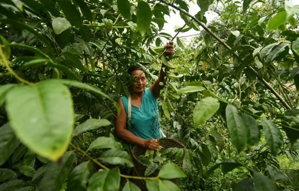 Guayusa Tee zubereiten Tipps Amazonia Regenwald