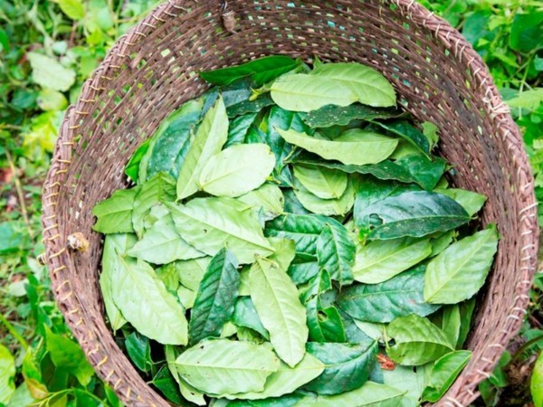 Guayusa Tee zubereiten Tipps Korb Blätter