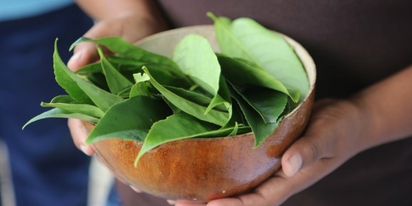 Guayusa Tee zubereiten Tipps Schale Blätter roh