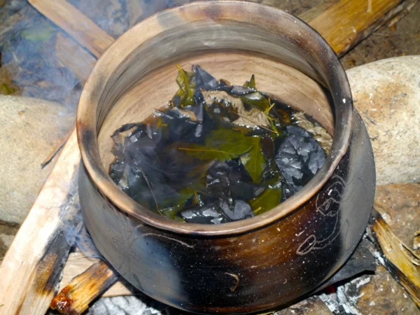 Guayusa Tee zubereiten Tipps gesundheitliche Vorteile