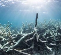 Unterwasserlautsprecher könnten zur Wiederherstellung beschädigter Korallenriffe beitragen