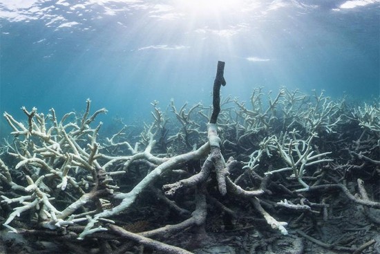 Unterwasserlautsprecher könnten zur Wiederherstellung beschädigter Korallenriffe beitragen tote gebleichte riffe korallen