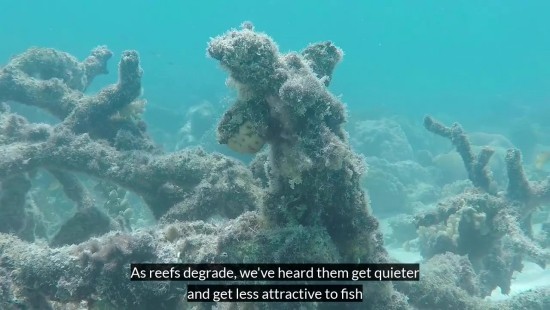 Unterwasserlautsprecher könnten zur Wiederherstellung beschädigter Korallenriffe beitragen tote riffe werden leiser und ziehen kein leben an