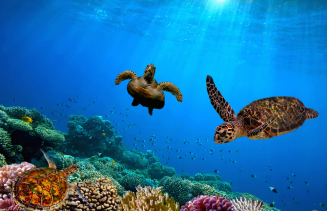 Australien 7 Sehenswürdigkeiten Unterwasserwelt Great Barrier Reef Schildkröten