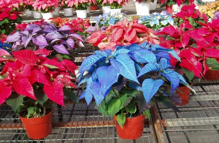 Christstern viele Pflanzen in verschiedenen Farben ein Farbenmeer im Blumengeschäft zu Weihnachten