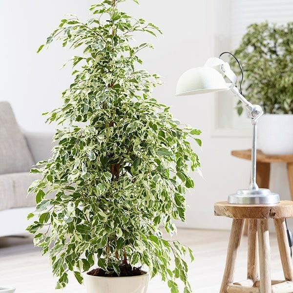 Ficus benjamina büropflanzen tipps