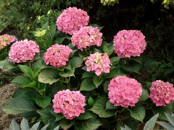 Hortensien schneiden - Blüten und Ideen - Gartengestaltung