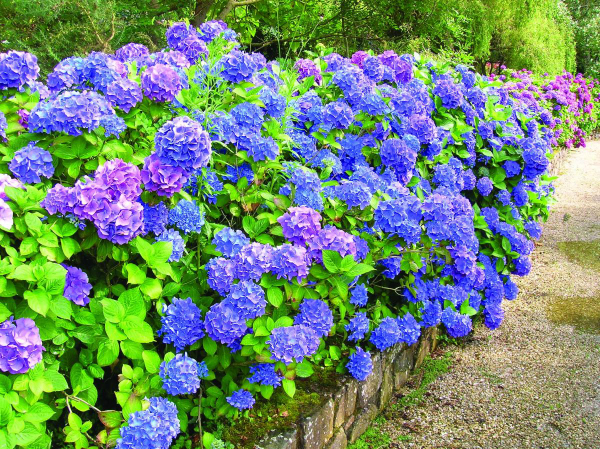 Hortensien schneiden - blaue Blüten - Hotensien Blüten schneiden wann