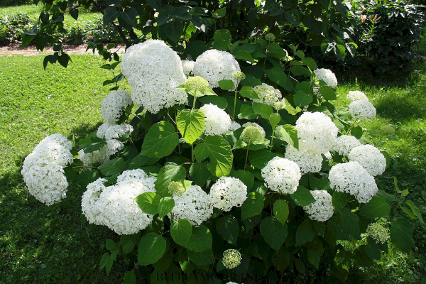 Pflanzen Ideen - weiße Hortensien schneiden