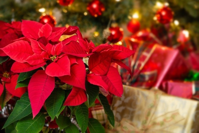 Weihnachtsstern richtig pflegen Teil der Weihnachtsdeko schöne rote Hochblätter